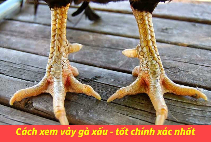 Cách Chọn Gà Đá Cựa Sắt Hay – Chia Sẻ Từ Kê Sư Chuyên Nghiệp