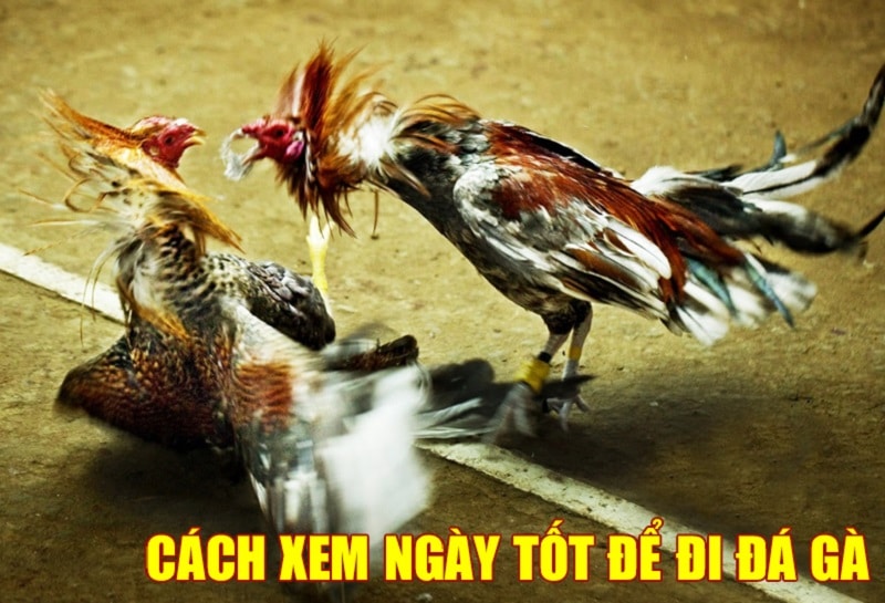 Cách Xem Ngày Đá Gà Chuẩn Không Cần Chỉnh – Tăng Tỉ Lệ Thắng Khi Ra Trường