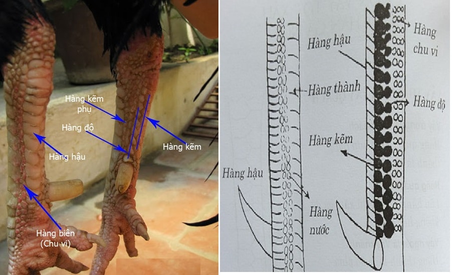 Gợi Ý Xem Hàng Độ Gà Chọi Và Phương Thức Nhận Biết Chiến Kê Có Tài