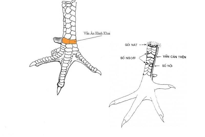 Tìm Hiểu Chi Tiết Về Vảy Gà Vấn Cán - Vảy Gà Chọi Quý Hiếm