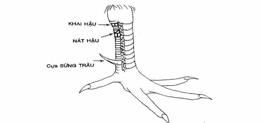 Tổng Hợp Những Vảy Gà Chọi Xấu Tốt Nhất Không Nên Chọn