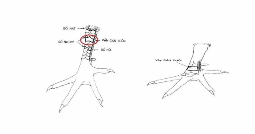 Tổng Hợp Những Vảy Gà Chọi Xấu Tốt Nhất Không Nên Chọn