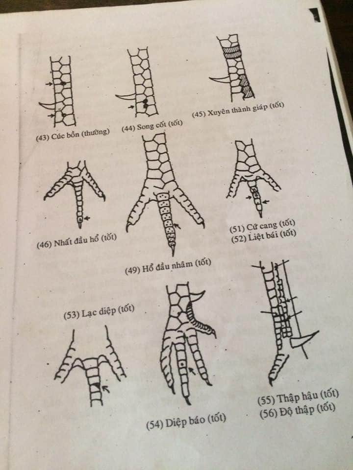 Xem Vảy Gà Đá Cựa Sắt Có Thực Sự Cần Thiết? Hướng Dẫn Xem Vảy Gà Chuẩn Không Cần Chỉnh