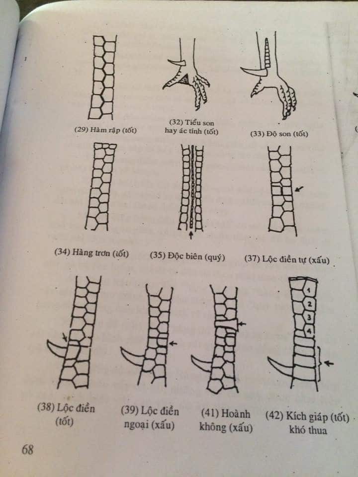 Xem Vảy Gà Đá Cựa Sắt Có Thực Sự Cần Thiết? Hướng Dẫn Xem Vảy Gà Chuẩn Không Cần Chỉnh