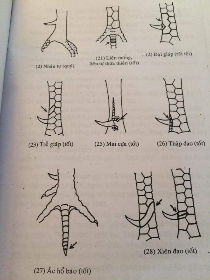 Xem Vảy Gà Đá Cựa Sắt Có Thực Sự Cần Thiết? Hướng Dẫn Xem Vảy Gà Chuẩn Không Cần Chỉnh