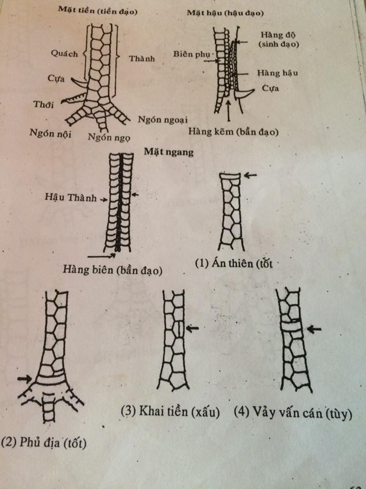 Xem Vảy Gà Đá Cựa Sắt Có Thực Sự Cần Thiết? Hướng Dẫn Xem Vảy Gà Chuẩn Không Cần Chỉnh